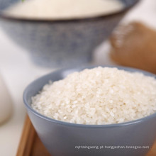 grão curto arroz branco redondo Koshihikari